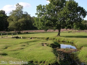 Wandstead: A picturesque suburban area in the heart of London