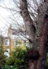 Flats to rent in Islington may enjoy leafier environment