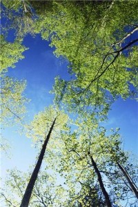 Harrow residents plant trees in local park