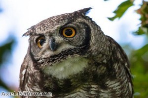 Sutton wildlife in line for helping hand