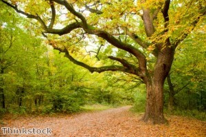 Tottenham council promises to save 400-year-old tree