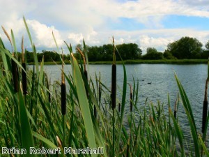 Hackney Council celebrates its green spaces